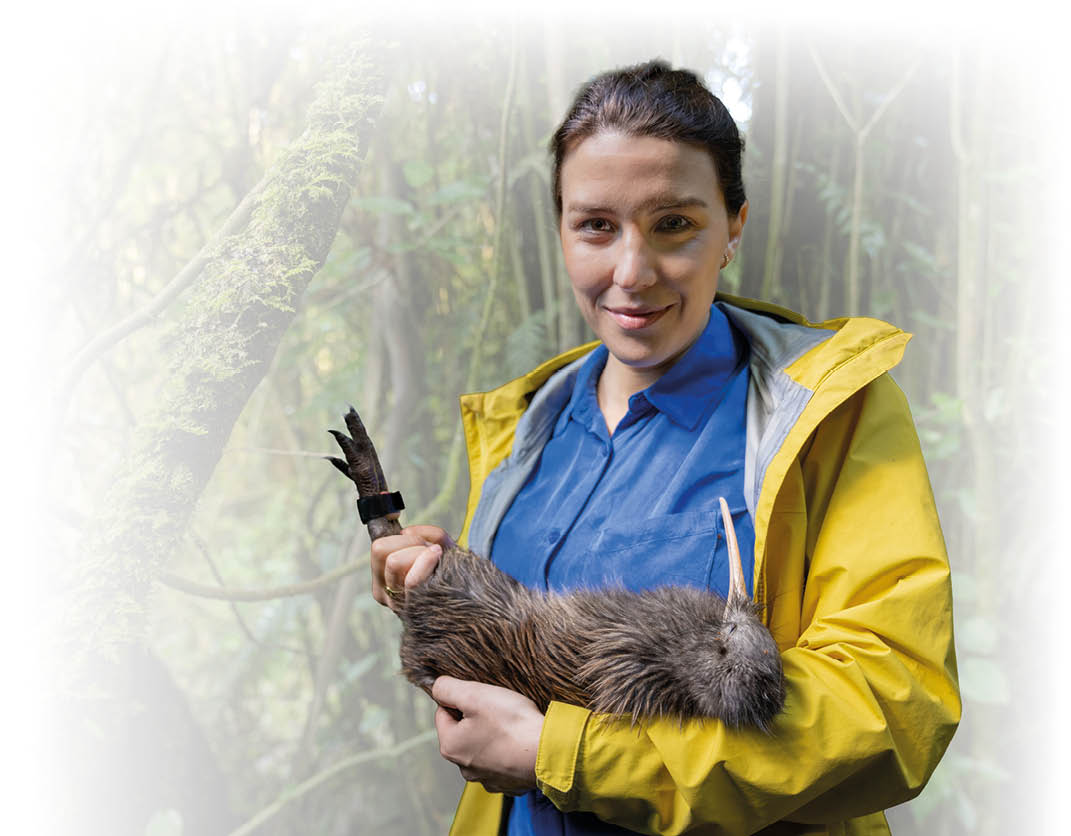 Ein Kiwi kann sich erst in mit etwa 1,5 kg Gewicht gegen R uber wie Marder und Possums wehren. Das berpr fen die Forschenden in einer Auswilderungsstation regelm  ig.