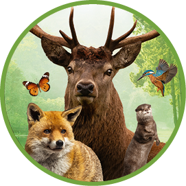 Sunlight filtering through trees in autumn in the Cascine Park in Florence, Italy