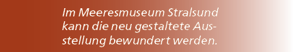 Im Meeresmuseum Stralsund kann die neu gestaltete Ausstellung bewundert werden.
