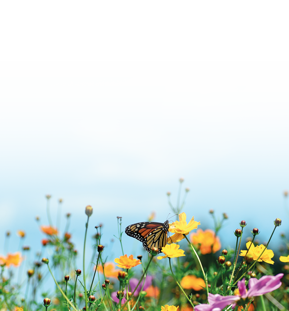 Wildflowers; pollinator