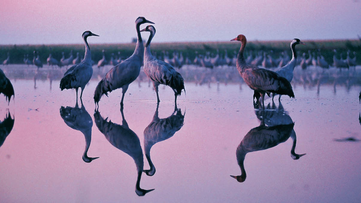 Kraniche_Tierwelt-S70_A4, VIOLETT