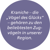 Kraniche – die „V gel des Gl cks“ – geh ren zu den beliebtesten Zugv geln in unserer Region.
