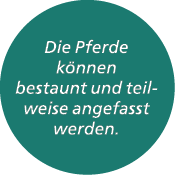 Die Pferde k nnen bestaunt und teilweise angefasst werden.