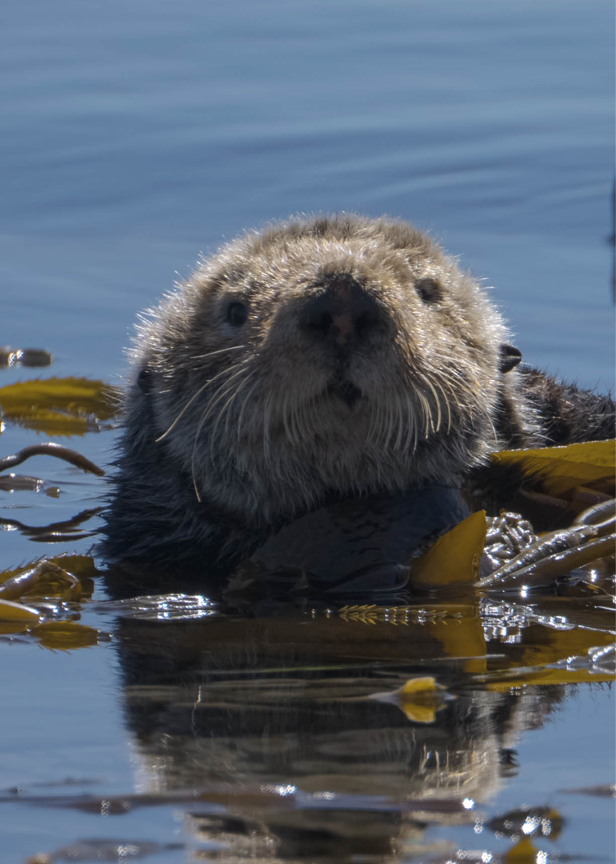 Zwei Otter schwimmen im Wasser und sind von Tang umgeben. Beschreibung von KI generiert